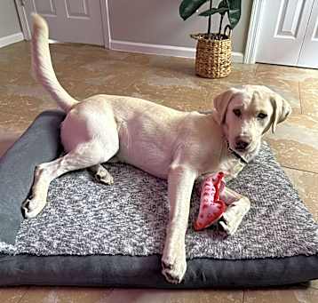 Photo of Marley