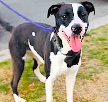 Photo of Sweet Cookie