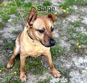 Photo of Sarge