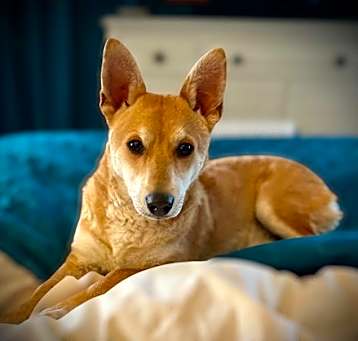 Photo of Trooper