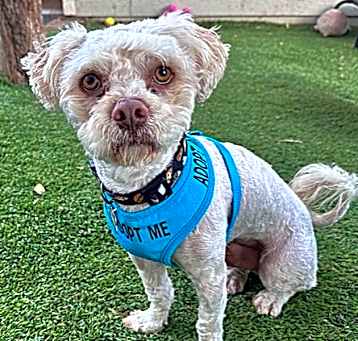 Photo of Buddy