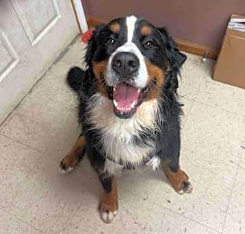 Photo of Juno
