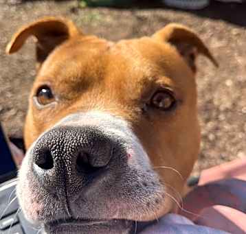 Photo of ZCL-D-pit mix