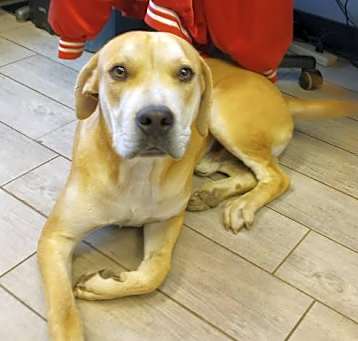 Photo of *BUDDY