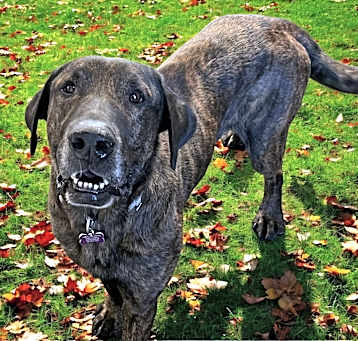 Photo of BUDDY