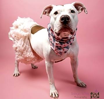 Photo of Dara II (foster)