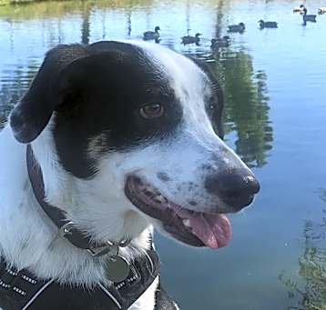 Photo of Zelda