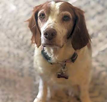 Photo of OR/Susie (Bonded with Lucy)