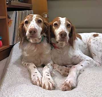 Photo of OR/Lucy (bonded with Susie)