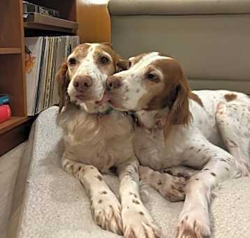 Photo of OR/Susie (Bonded with Lucy)
