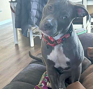 Photo of Nola - Adoption Pending!