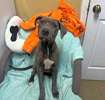 Photo of Skye - Adoption Pending!