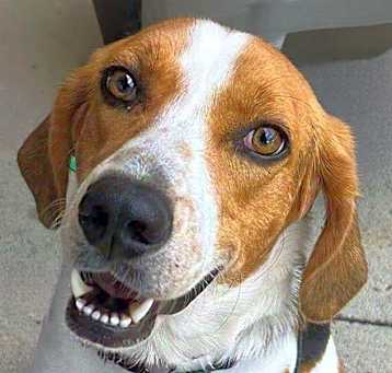 Photo of Huck