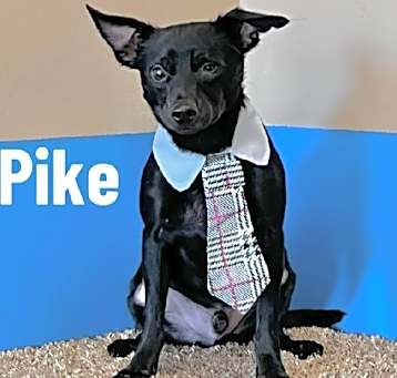 Photo of Pike