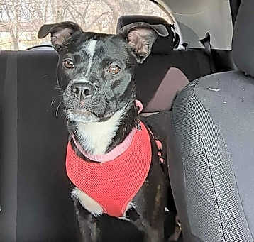 Photo of Cookie
