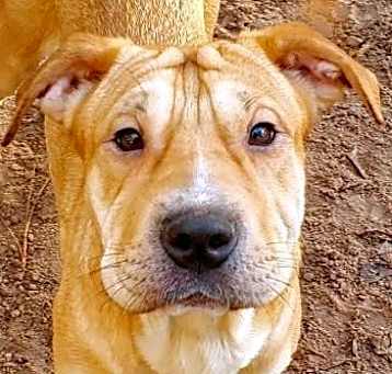 Photo of Toffee