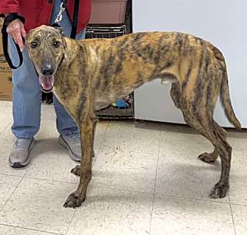 Photo of Reacher