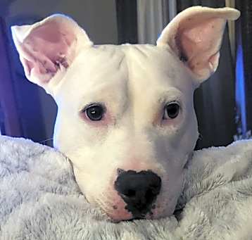 Photo of Bogey