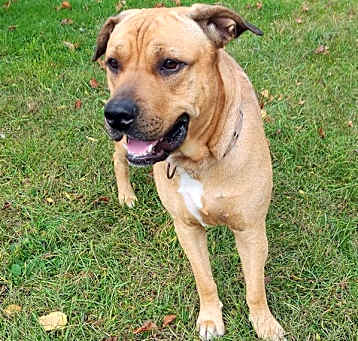 Photo of Apollo