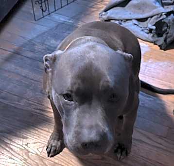 Photo of Bucko