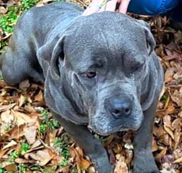 Photo of Blueberry