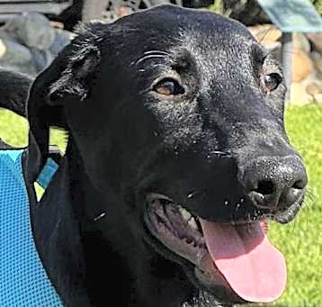 Photo of Rufus