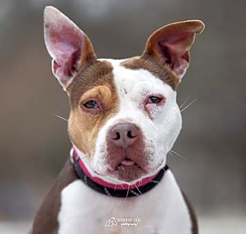 Photo of Cherry Cola Lola
