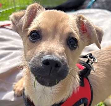 Photo of Bosley