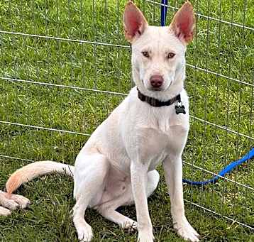 Photo of Comet