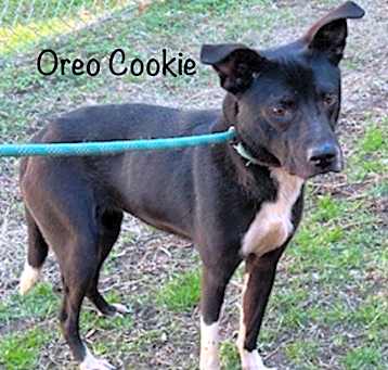 Photo of Cookie URGENT SWEET GIRL!