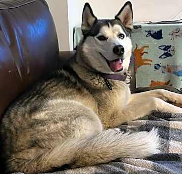 Photo of Tyr