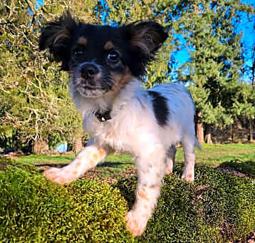 Photo of Nubbins