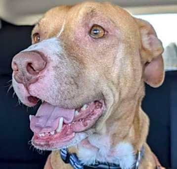 Photo of Honey