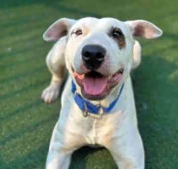 Photo of Opie