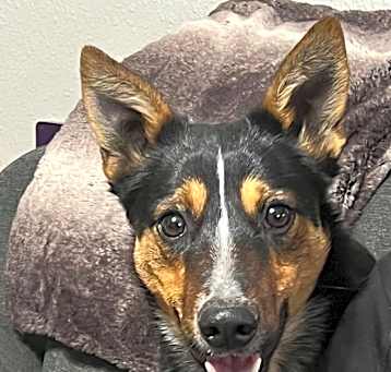 Photo of Toby