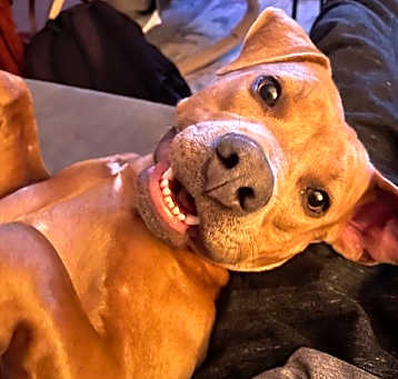 Photo of Juno