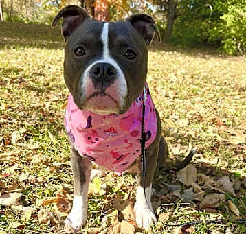 Photo of Shelby