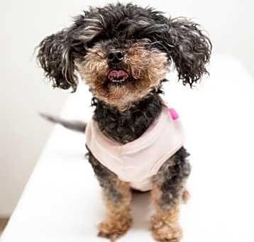 Photo of Plum