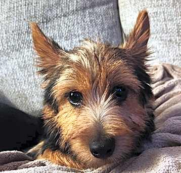 Photo of Gadget