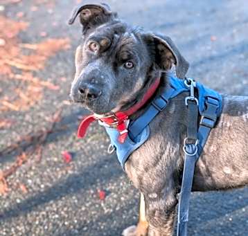 Photo of Gage