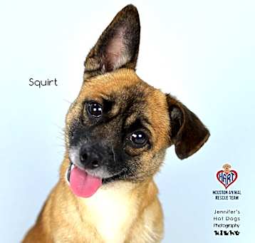 Photo of Squirt