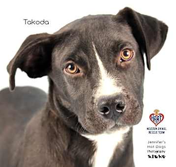 Photo of Takoda
