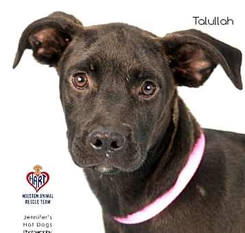 Photo of Talullah