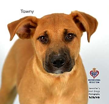 Photo of Tawny