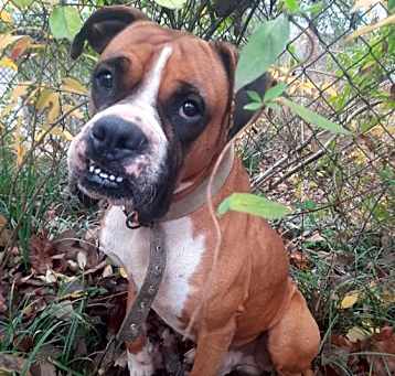 Photo of Banjo