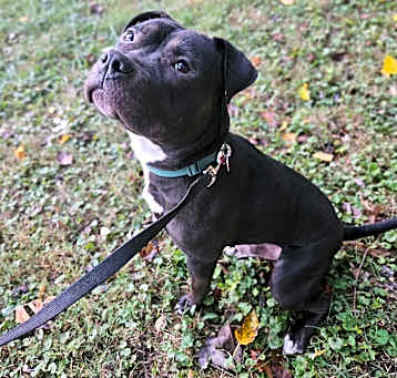 Photo of Atlas