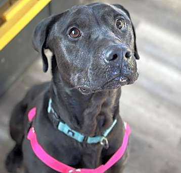 Photo of Buddy