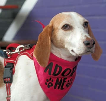 Photo of Lecie