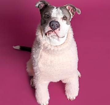Photo of GINGER