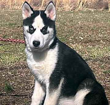 Photo of Bodhi